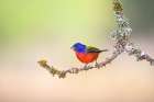 Painted Bunting (Passerina ciris) perched on lichen-covered limb Art Print
